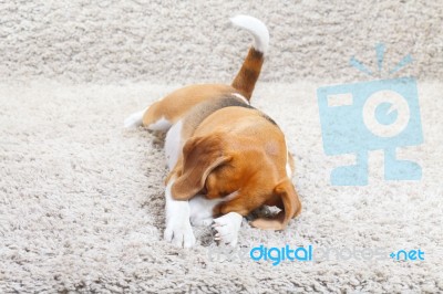 Beagle Dog Relaxing Stock Photo