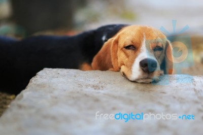 Beagle Dog Sleeps On The Footpath Stock Photo