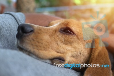 Beagle Dog Sleeps On The Owner's Belly Stock Photo