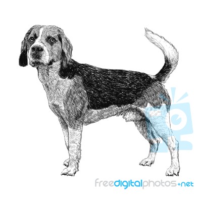 Beagle Hand Drawn Stock Image