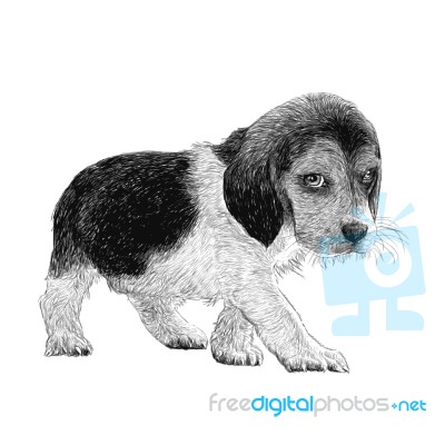Beagle Hand Drawn Stock Image