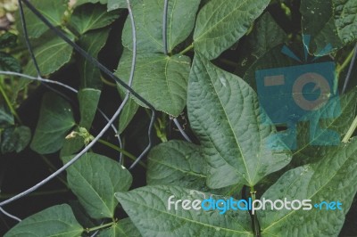 Bean Plant Leaves Stock Photo