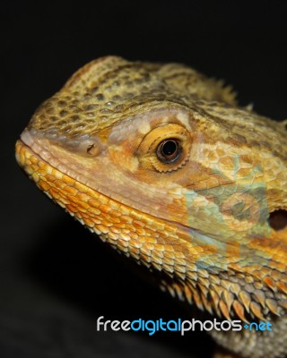 Bearded Dragon Stock Photo