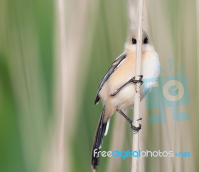 Bearded Reedling Looking At You Stock Photo