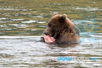 Bears In Katmai National Park, Alaska Stock Photo