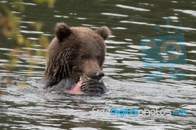 Bears In Katmai National Park, Alaska Stock Photo