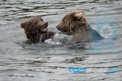 Bears In Katmai National Park, Alaska Stock Photo