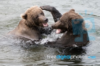 Bears In Katmai National Park, Alaska Stock Photo