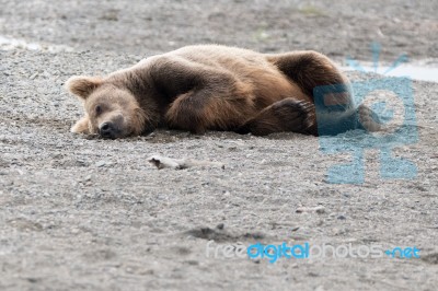 Bears In Katmai National Park, Alaska Stock Photo