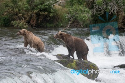 Bears In Katmai National Park, Alaska Stock Photo