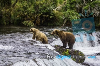 Bears In Katmai National Park, Alaska Stock Photo