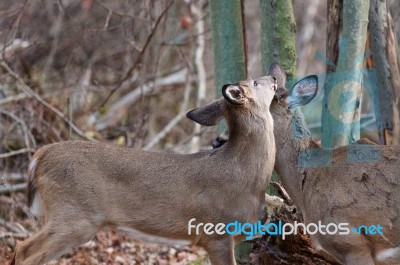 Beautifle Couple Of Deers Stock Photo