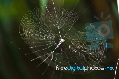 Beautiful And Colorful Spider Web Stock Photo