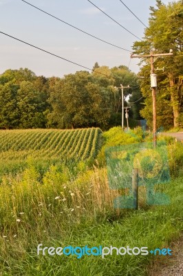 Beautiful Background With A Beautiful Corn Field Stock Photo