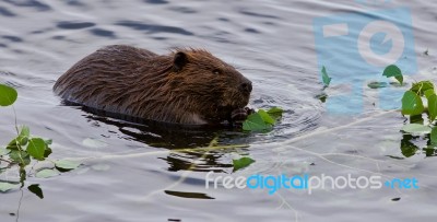 Beautiful Background With A Beaver Eating Leaves In The Lake Stock Photo