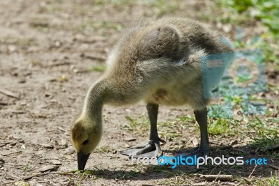 Beautiful Background With A Chick Of Canada Geese Stock Photo