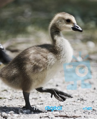 Beautiful Background With A Chick Of The Canada Geese Stock Photo