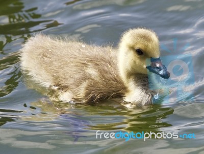 Beautiful Background With A Chick Of The Canada Geese Eating Stock Photo