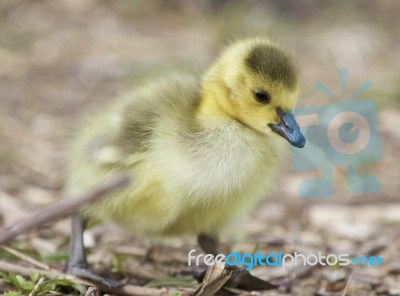 Beautiful Background With A Cute Chick Of Canada Geese Stock Photo