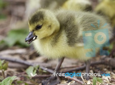 Beautiful Background With A Cute Chick Of Canada Geese Stock Photo