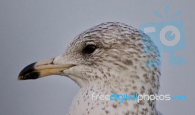 Beautiful Background With A Cute Gull Stock Photo