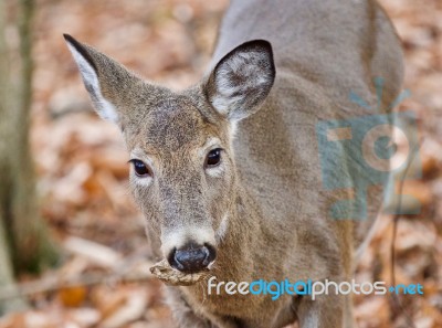 Beautiful Background With A Cute Wild Deer Standing In Forest Stock Photo