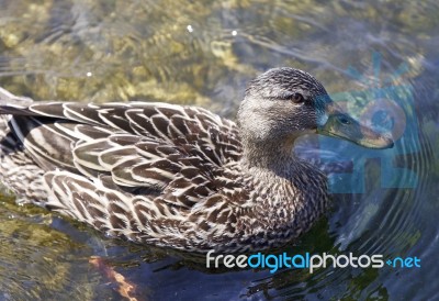 Beautiful Background With A Duck Stock Photo