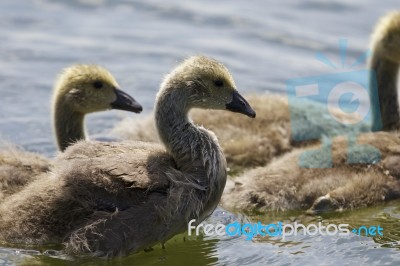 Beautiful Background With A Family Of The Canada Geese Stock Photo