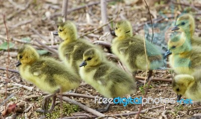 Beautiful Background With A Group Of Chicks Going Together Stock Photo