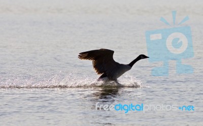 Beautiful Background With A Landing Canada Goose Stock Photo