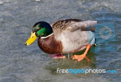 Beautiful Background With A Mallard Walking On Ice Stock Photo