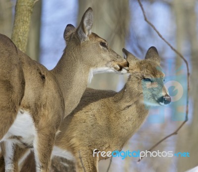 Beautiful Background With A Pair Of The Cute Wild Deers Stock Photo