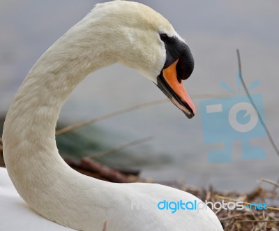 Beautiful Background With A Strong Mute Swan Stock Photo