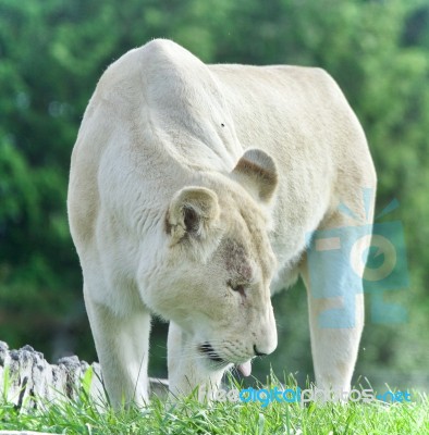 Beautiful Background With A White Lion Walking Stock Photo