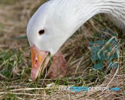 Beautiful Background With A Wild Snow Goose Eating The Grass Stock Photo