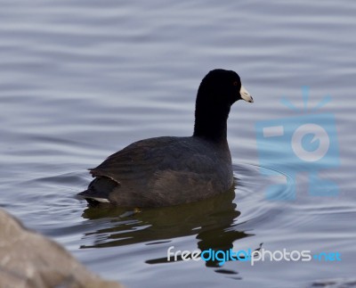 Beautiful Background With Amazing American Coot In The Lake Stock Photo