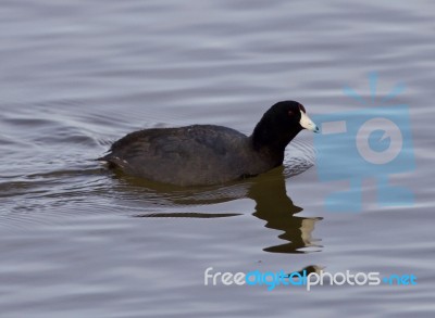 Beautiful Background With Amazing American Coot In The Lake Stock Photo