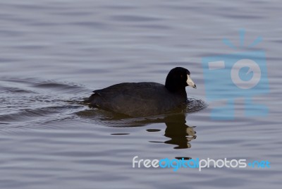 Beautiful Background With Amazing American Coot In The Lake Stock Photo