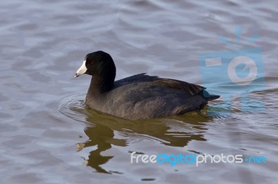 Beautiful Background With Funny Weird American Coot In The Lake Stock Photo