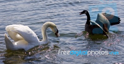 Beautiful Background With The Amazing Fight Between The Canada Goose And The Swan Stock Photo