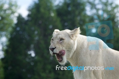 Beautiful Background With The Dangerous White Lion Stock Photo