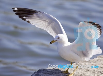 Beautiful Background With The Gull Staying On The Rocks With The Wings Opened Stock Photo