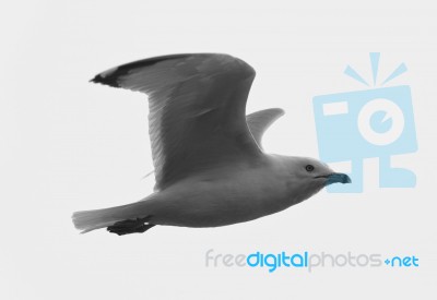 Beautiful Black And White Picture With The Calm Gull In Flight Stock Photo