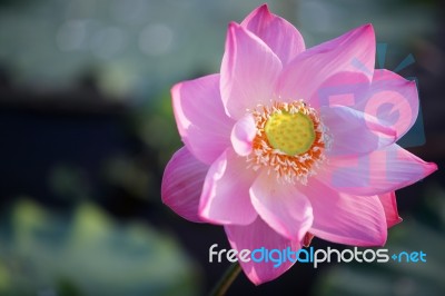 Beautiful Blooming Lotus Flower As Background Stock Photo