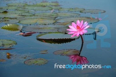 Beautiful Blossom Lotus Flower In Thailand Pond Stock Photo