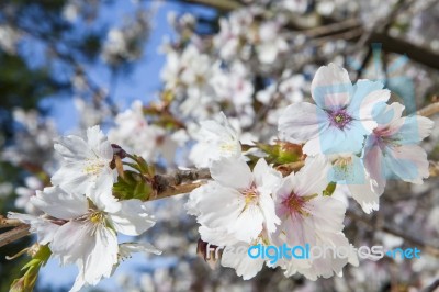 Beautiful Branch Of An Apple Tree With White Blossoms Stock Photo