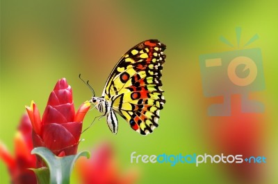 Beautiful Butterfly  Stock Photo