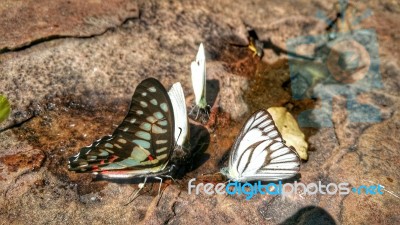 Beautiful Butterfly Crown In Thailand National Park Stock Photo