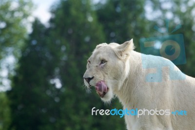 Beautiful Close-up Of A White Lion Ready To Eat Stock Photo