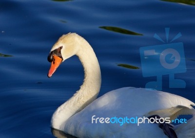 Beautiful Close-up Of The Mute Swan Before The Sunset Stock Photo